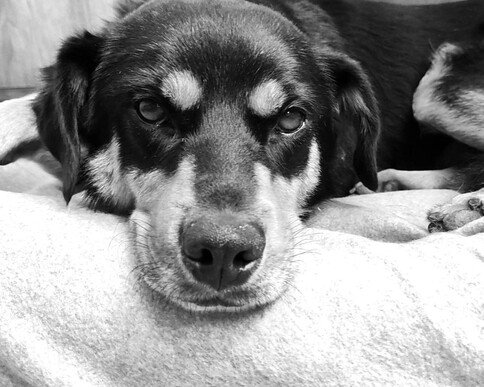 Bild von  Hund Watzlawick